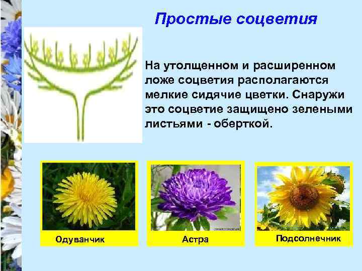 Простые соцветия На утолщенном и расширенном ложе соцветия располагаются мелкие сидячие цветки. Снаружи это