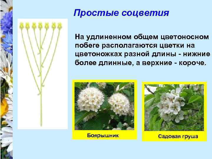 Простые соцветия На удлиненном общем цветоносном побеге располагаются цветки на цветоножках разной длины -