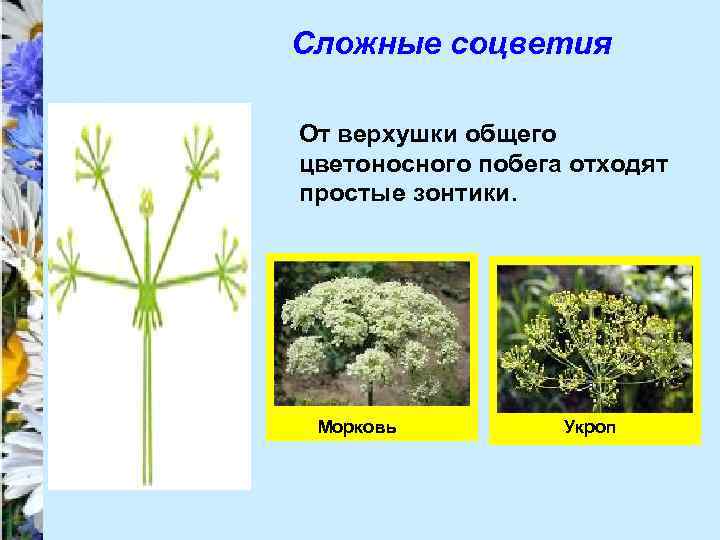 Сложные соцветия От верхушки общего цветоносного побега отходят простые зонтики. Морковь Укроп 