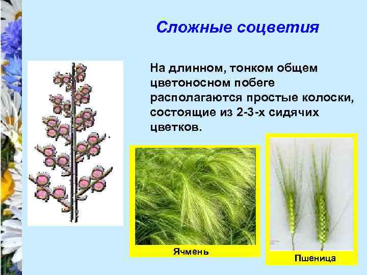 Сложные соцветия На длинном, тонком общем цветоносном побеге располагаются простые колоски, состоящие из 2