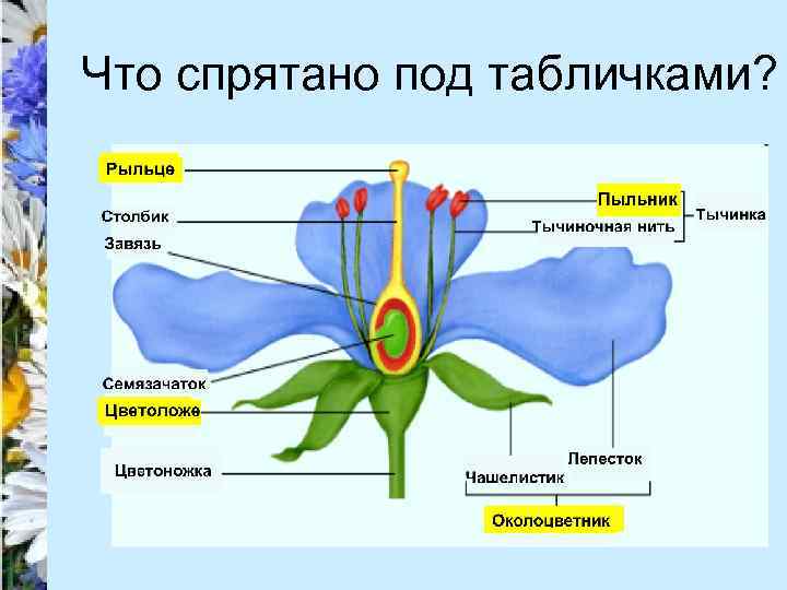 Что спрятано под табличками? 