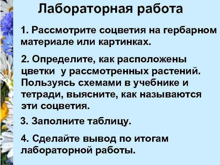 Лабораторная работа 1. Рассмотрите соцветия на гербарном материале или картинках. 2. Определите, как расположены