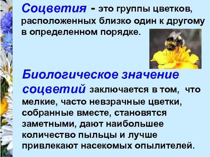 Соцветия - это группы цветков, расположенных близко один к другому в определенном порядке. Биологическое