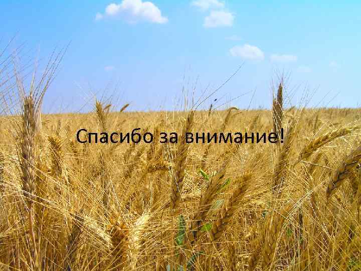Спасибо за внимание! 