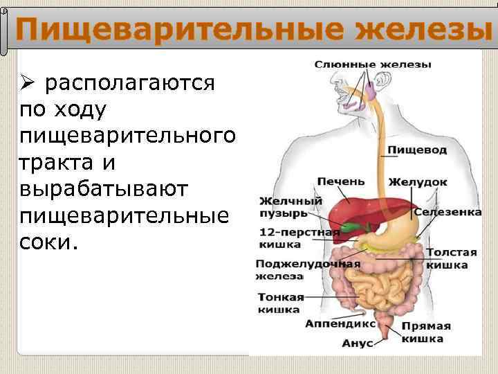 Пищеварительные железы 8 класс. Функции отделов пищеварительной системы человека. Железы пищеварительной системы таблица. Строение и функции системы пищеварения. Органы пищеварительной системы и их функции и строение.