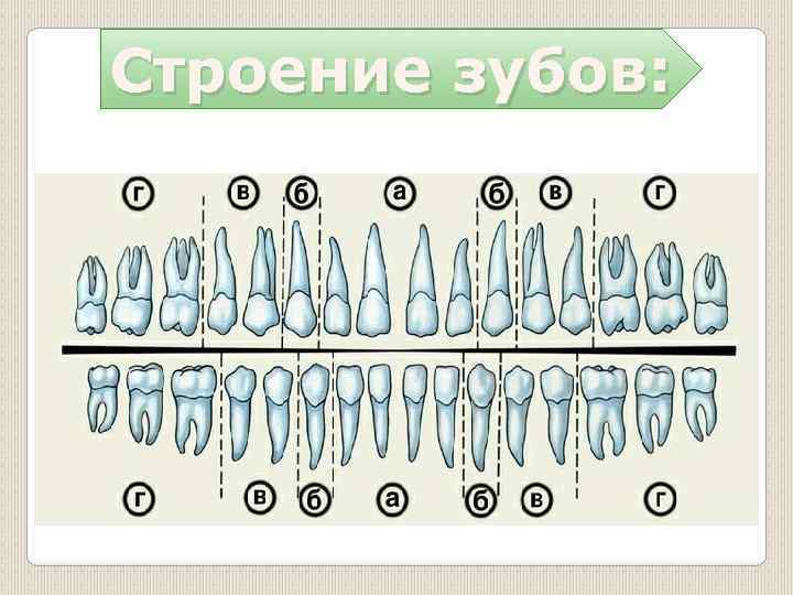 Зубы анатомия. Строение зубов. Строение зуба. Строение всех зубов. Строение зубов схема.