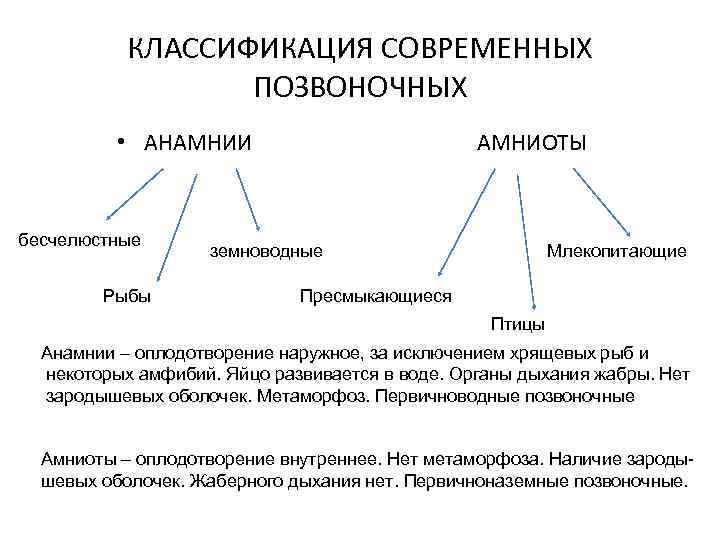 КЛАССИФИКАЦИЯ СОВРЕМЕННЫХ ПОЗВОНОЧНЫХ • АНАМНИИ бесчелюстные Рыбы АМНИОТЫ земноводные Млекопитающие Пресмыкающиеся Птицы Анамнии –