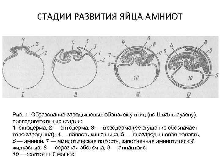 Назовите яйцевые оболочки обозначенные на рисунке цифрами 1 и 2 укажите их функции