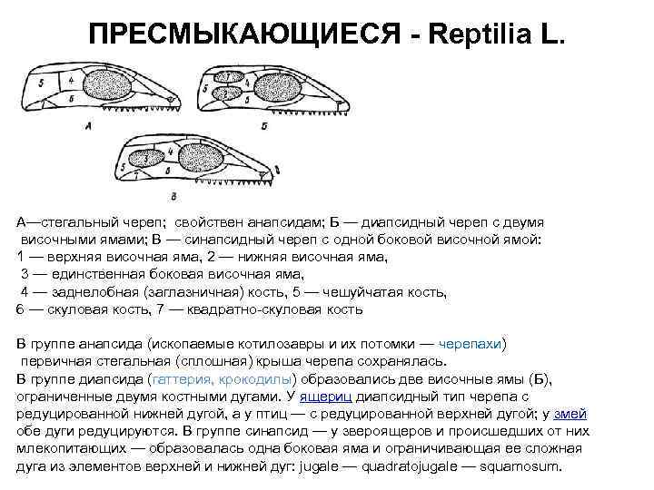 ПРЕСМЫКАЮЩИЕСЯ - Reptilia L. А—стегальный череп; свойствен анапсидам; Б — диапсидный череп с двумя