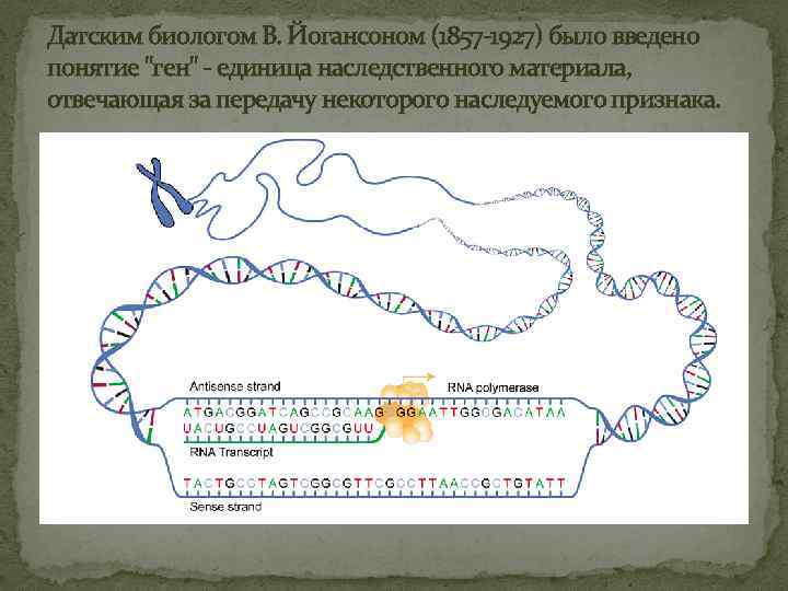 Датским биологом В. Йогансоном (1857 -1927) было введено понятие 