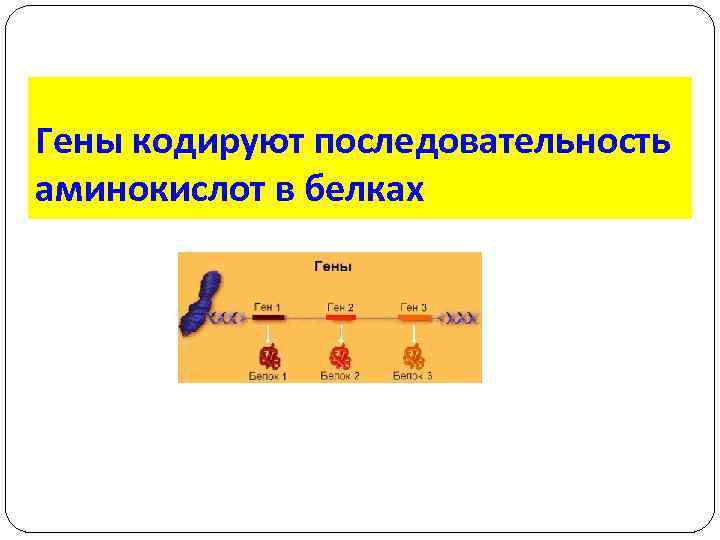 Гены кодируют последовательность аминокислот в белках 