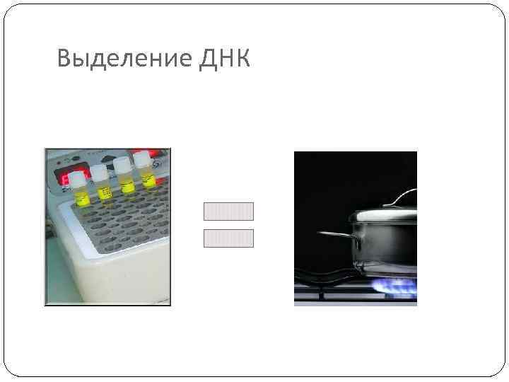 Выделение ДНК 