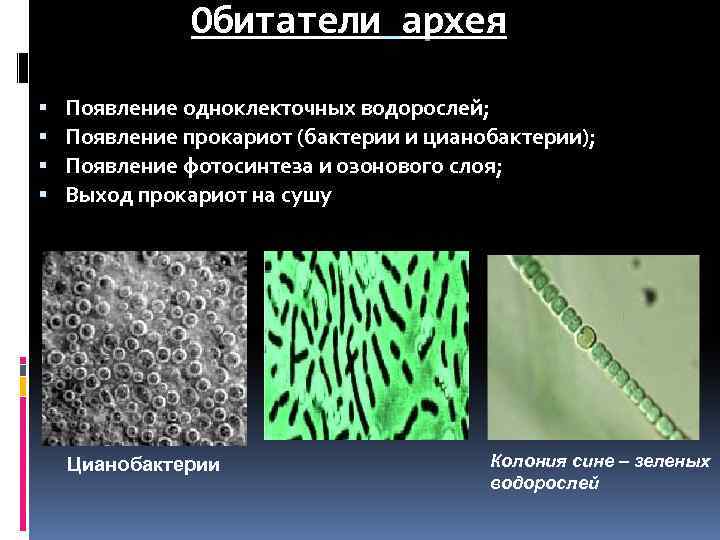 Водоросли прокариоты. Архебактерии и цианобактерии. Цианобактерии Архей. Цианобактерии царство. Бактерии цианобактерии архебактерии.