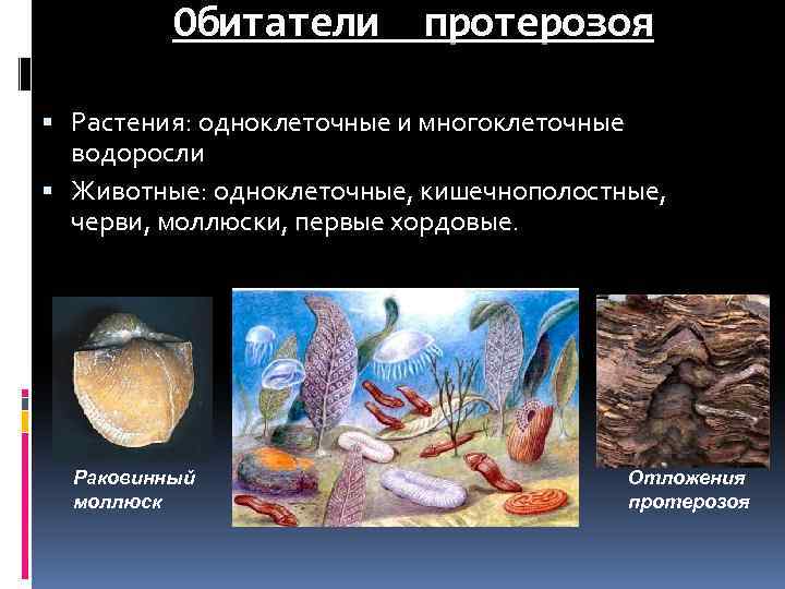 Обитатели протерозоя Растения: одноклеточные и многоклеточные водоросли Животные: одноклеточные, кишечнополостные, черви, моллюски, первые хордовые.