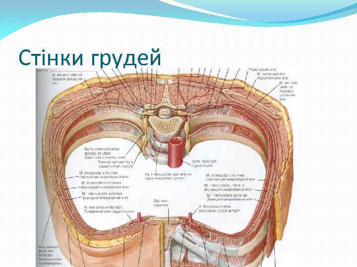 Стінки грудей 