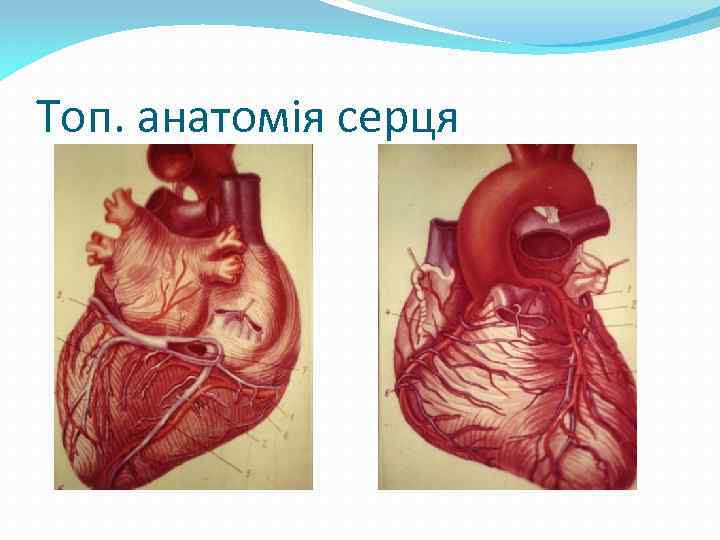 Топ. анатомія серця 