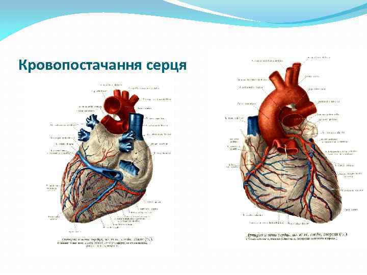 Кровопостачання серця 
