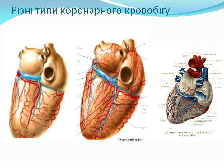 Різні типи коронарного кровобігу 