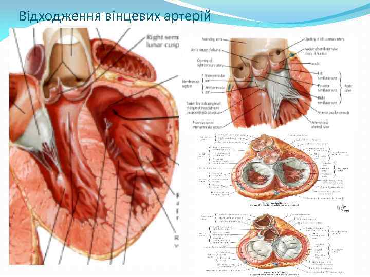Відходження вінцевих артерій 
