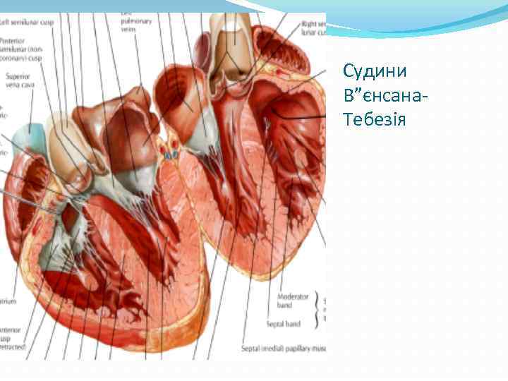Судини В”єнсана. Тебезія 