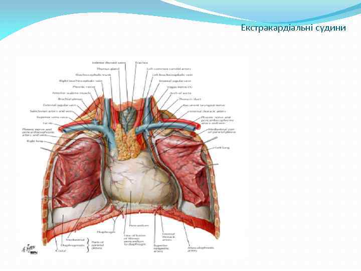 Екстракардіальні судини 