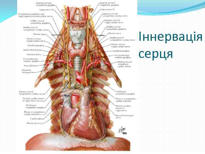 Іннервація серця 