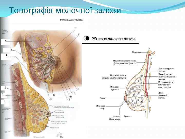 Топографія молочної залози 
