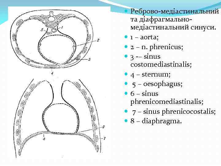  Реброво медіастинальний та діафрагмально медіастинальний синуси. 1 – aorta; 2 – n. phrenicus;