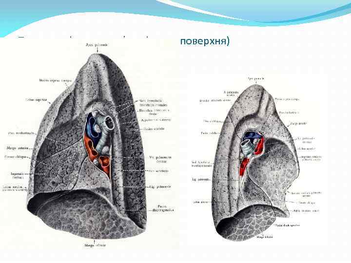 Права та ліва легеня (медіальна поверхня) 