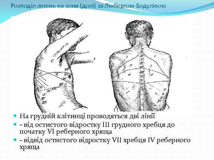 Розподіл легень на зони (долі) за Лінбергом-Бодуліною На грудній клітинці проводяться дві лінії від