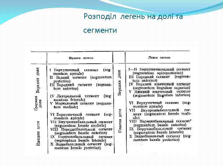 Розподіл легень на долі та сегменти 