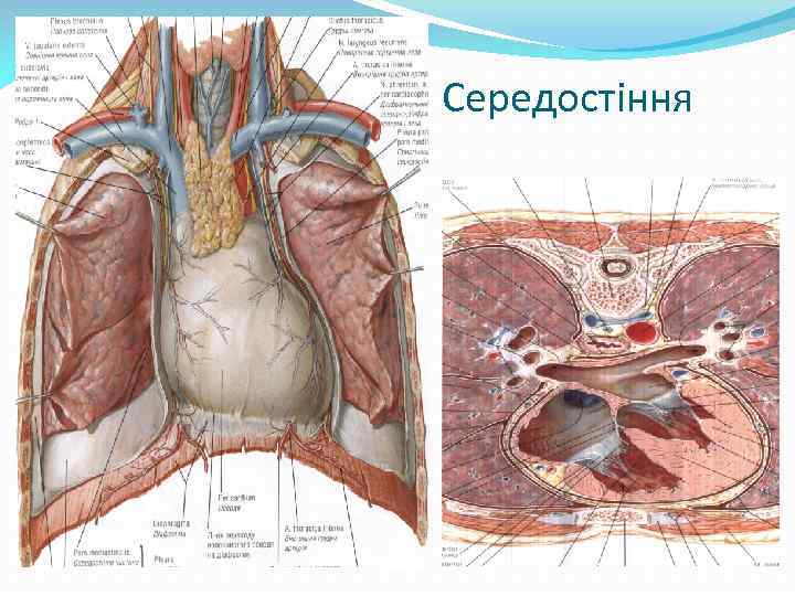 Середостіння 