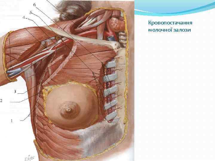 Кровопостачання молочної залози 