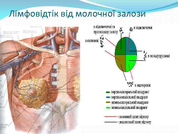 Лімфовідтік від молочної залози 