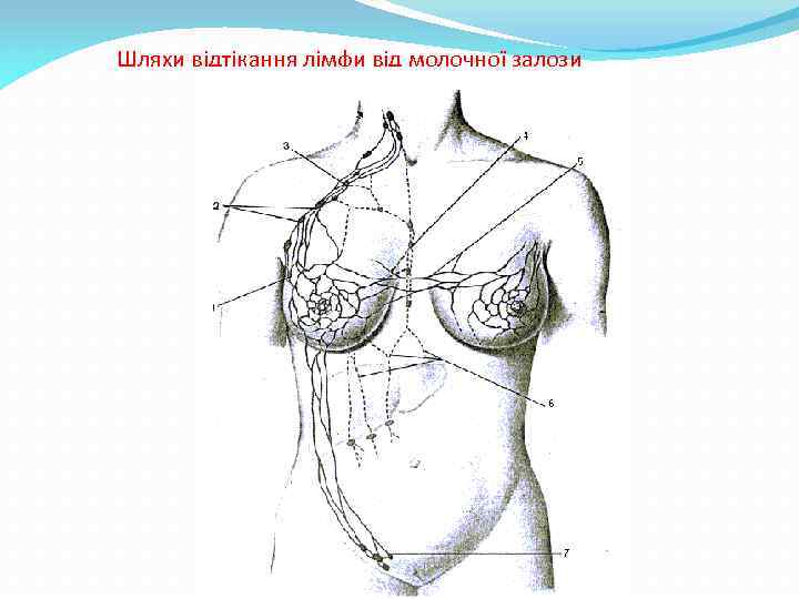Шляхи відтікання лімфи від молочної залози 