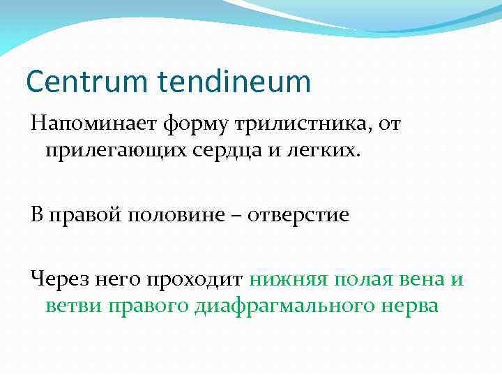 Centrum tendineum Напоминает форму трилистника, от прилегающих сердца и легких. В правой половине –