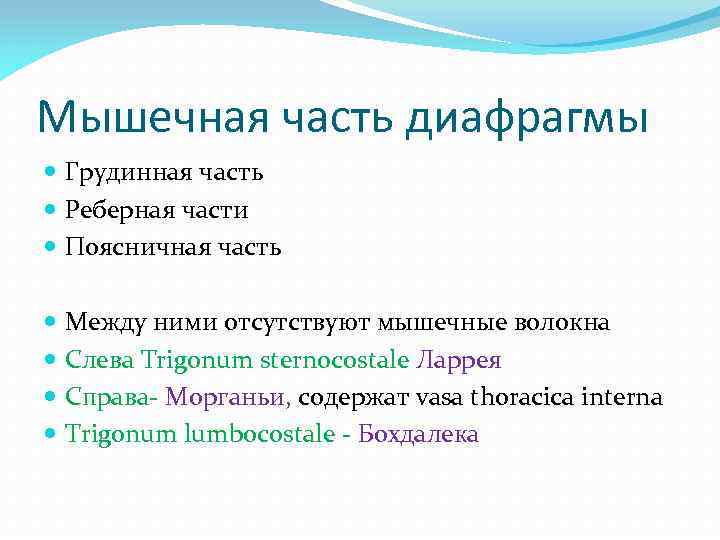 Мышечная часть диафрагмы Грудинная часть Реберная части Поясничная часть Между ними отсутствуют мышечные волокна
