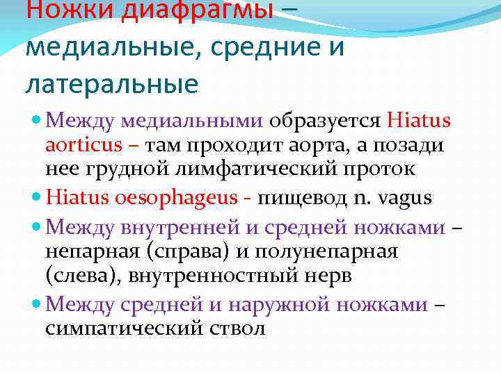 Ножки диафрагмы – медиальные, средние и латеральные Между медиальными образуется Hiatus aorticus – там