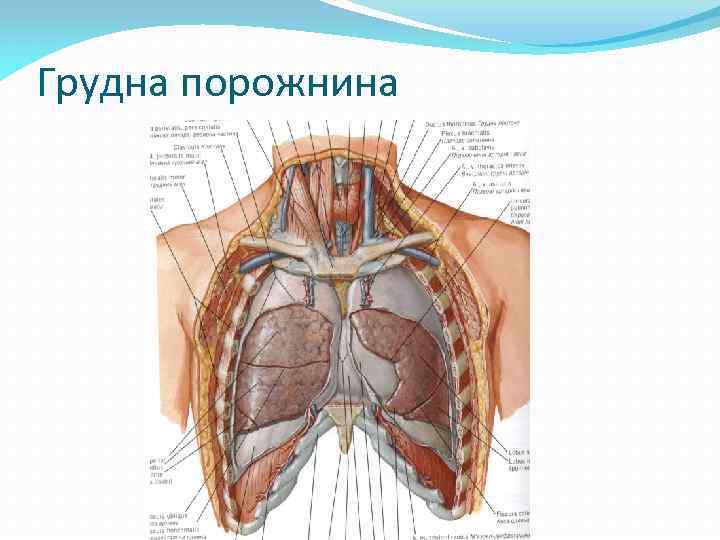 Грудна порожнина 