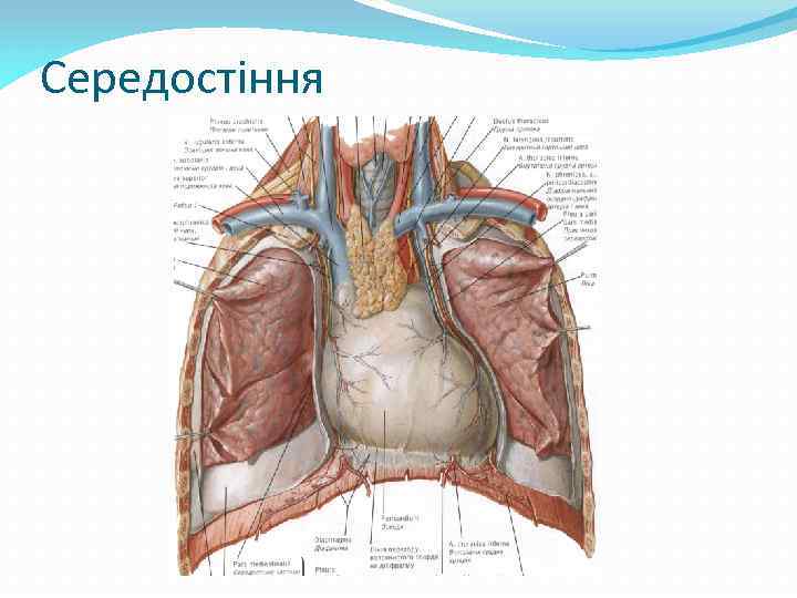 Середостіння 