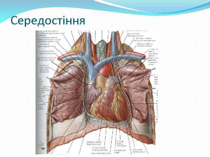 Середостіння 