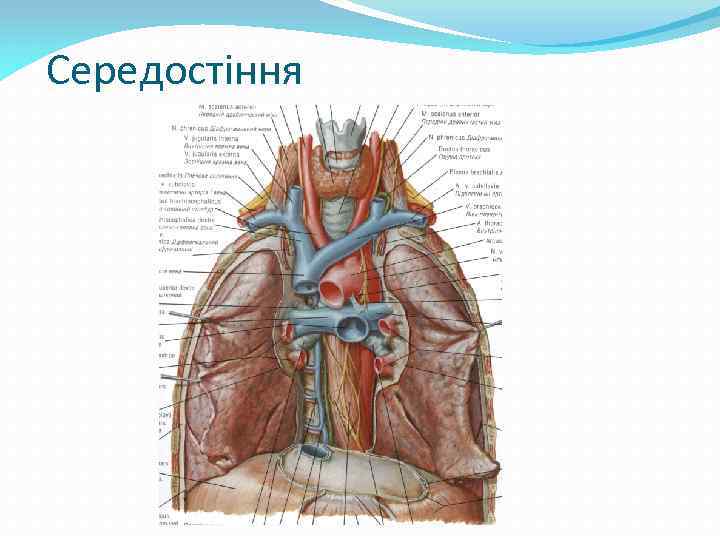Середостіння 