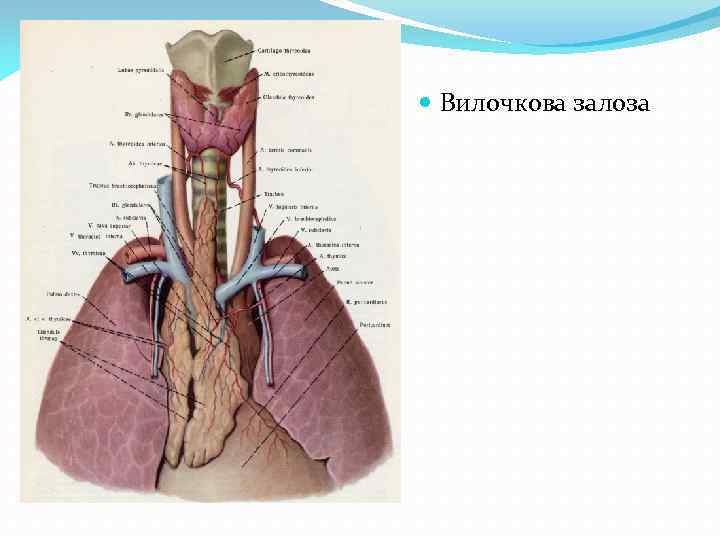  Вилочкова залоза 