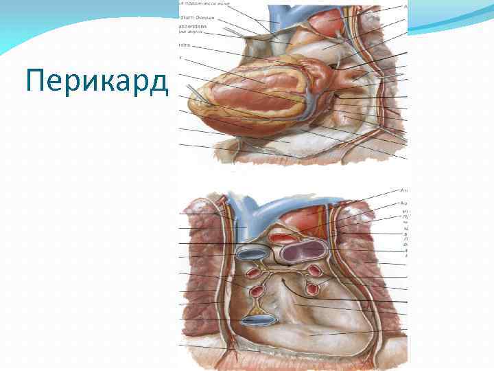 Перикард 