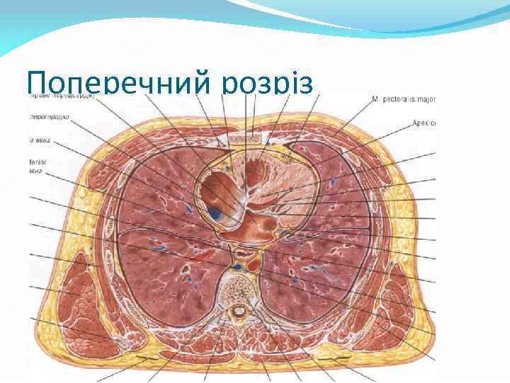 Поперечний розріз 