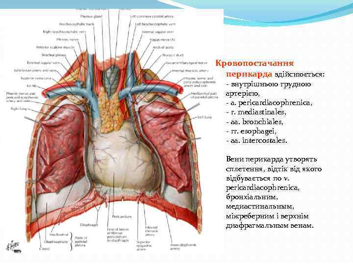 Кровопостачання перикарда здійснюється: внутрішньою грудною артерією, a. pericardiacophrenica, r. mediastinales, aa. bronchiales, rr. esophagei,