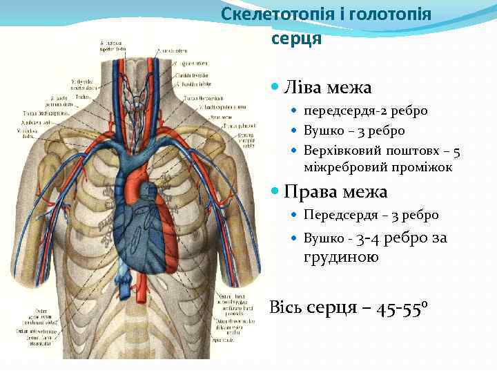 Скелетотопія і голотопія серця Ліва межа передсердя 2 ребро Вушко – 3 ребро Верхівковий