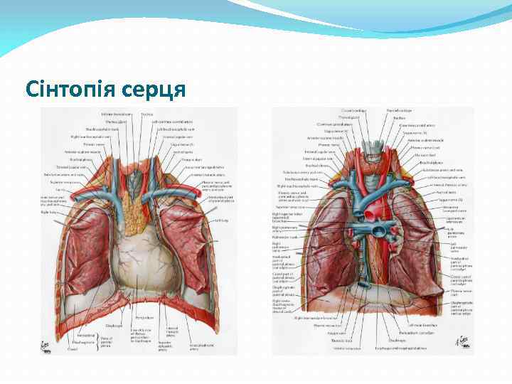 Сінтопія серця 