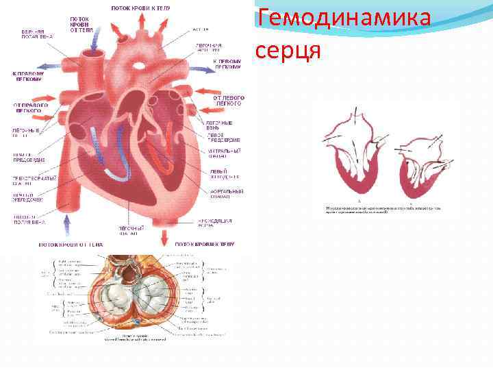 Гемодинамика серця 