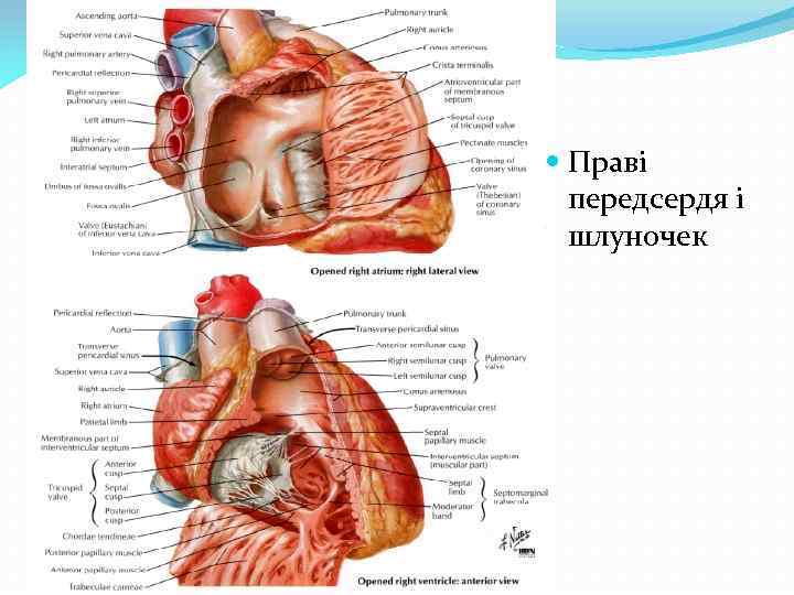  Праві передсердя і шлуночек 